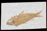 Knightia Fossil Fish - Wyoming #81460-1